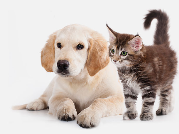 Dog and cat - image